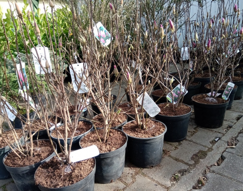 Magnolia soulangea Alba Superba
