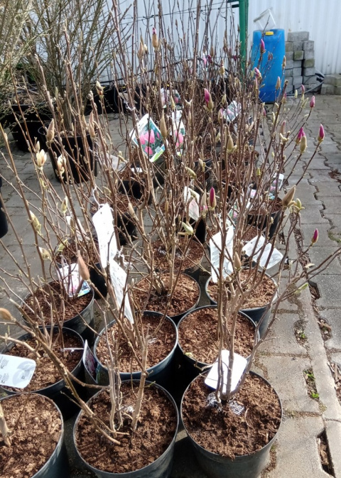 Magnolia soulangea Alba Superba