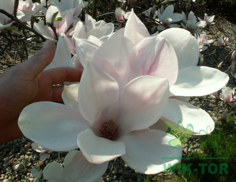 Magnolia soulangea Alba Superba