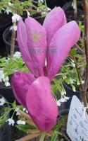 Magnolia Susan na pniu