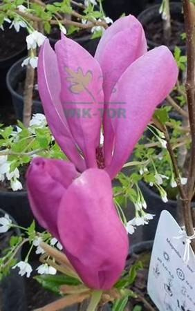 Magnolia Susan na pniu
