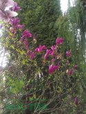 Magnolia Susan na pniu
