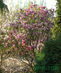 Magnolia Susan na pniu