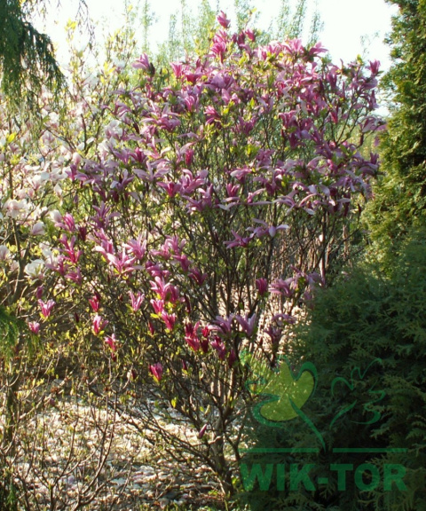Magnolia Susan na pniu
