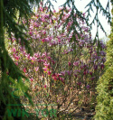 Magnolia Susan na pniu