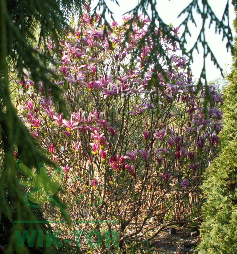 Magnolia Susan na pniu