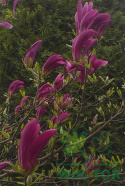 Magnolia Susan na pniu