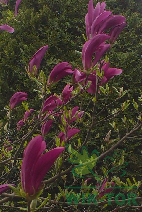 Magnolia Susan na pniu