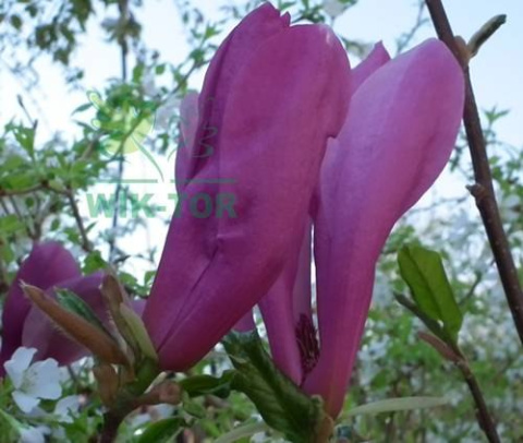 Magnolia Susan na pniu