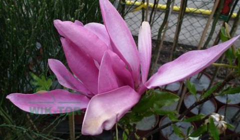 Magnolia Susan na pniu