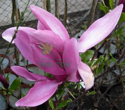 Magnolia Susan na pniu