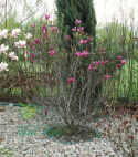 Magnolia Susan na pniu