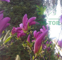 Magnolia Betty