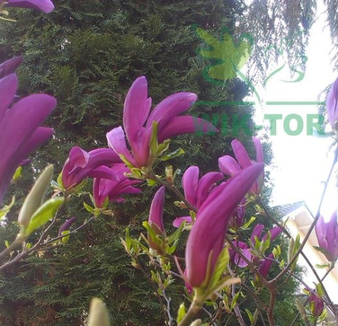 Magnolia Betty