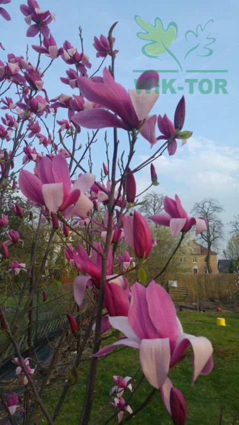 Magnolia Betty
