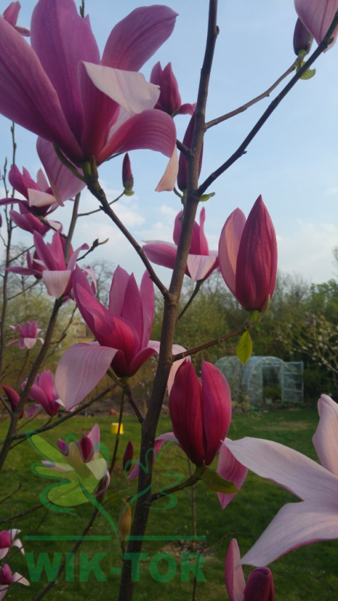 Magnolia Betty