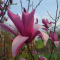 Magnolia Betty