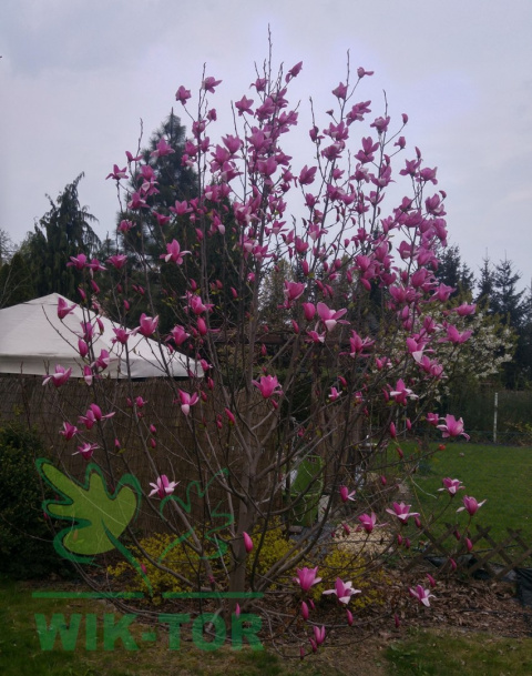 Magnolia Betty