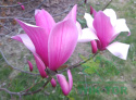Magnolia Betty