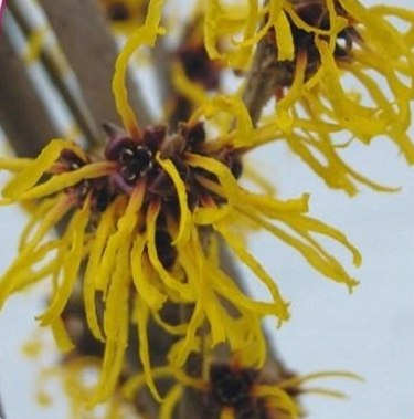 Oczar Arnold Promise