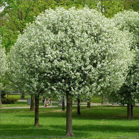 Wiśnia osobliwa Umbraculifera