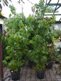 Ambrowiec amerykański Liquidambar styraciflua