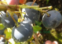 Borówka wysoka amerykańska Earlyblue