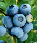 Borówka wysoka amerykańska Bluegold