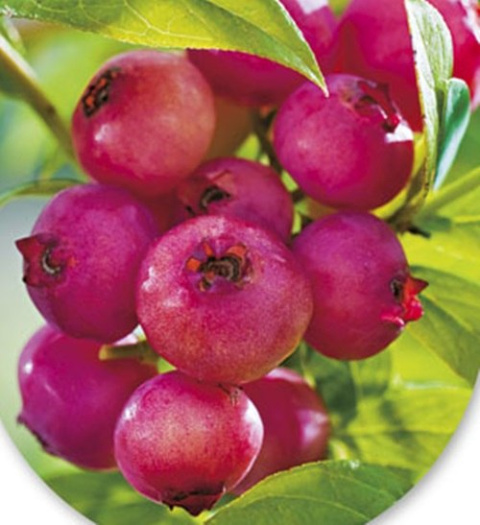 Borówka wysoka amerykańska Pink Lemonade