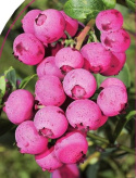 Borówka wysoka amerykańska Pink Lemonade