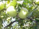 Jabłoń Antonówka zwykła