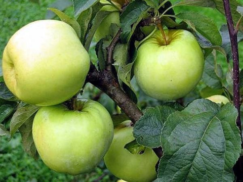 Jabłoń Antonówka zwykła