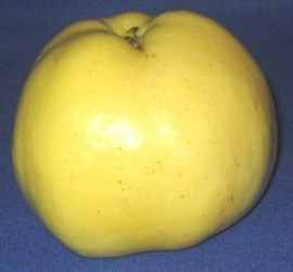 Jabłoń Antonówka zwykła