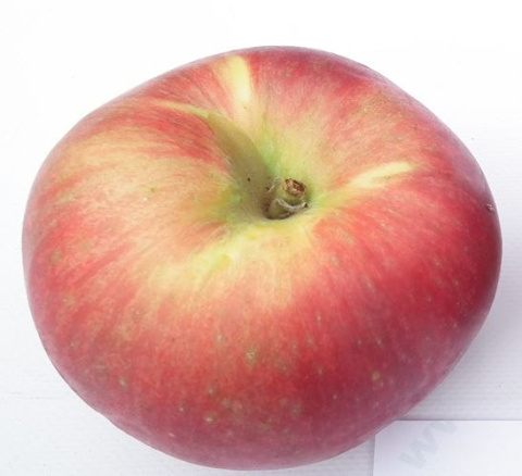 Jabłoń DUO Lobo/Gala