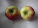 Jabłoń Delikates