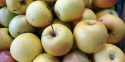 Jabłoń Golden Delicious