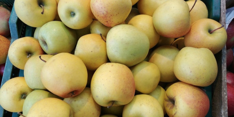 Jabłoń Golden Delicious