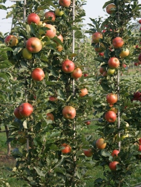 Jabłoń Kolumnowa