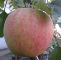 Jabłoń Piros