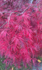 Klon palmowy Seiryu Acer palmatum