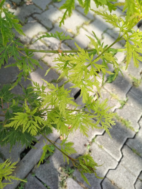 Klon palmowy Seiryu Acer palmatum