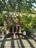 Klon palmowy Seiryu Acer palmatum