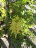 Klon palmowy Seiryu Acer palmatum