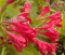 Krzewuszka Red Prince
