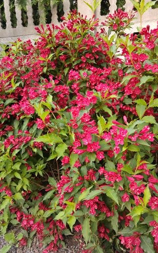 Krzewuszka Red Prince