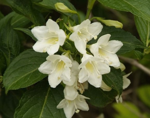 Krzewuszka Bristol Snowflake