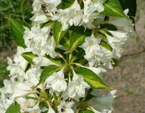 Krzewuszka Bristol Snowflake