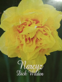 Narcyz Dick Wilden 3szt