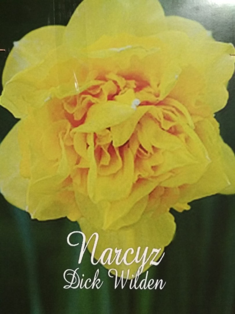 Narcyz Dick Wilden 3szt