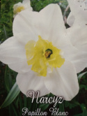 Narcyz Papillon Blanc 3szt
